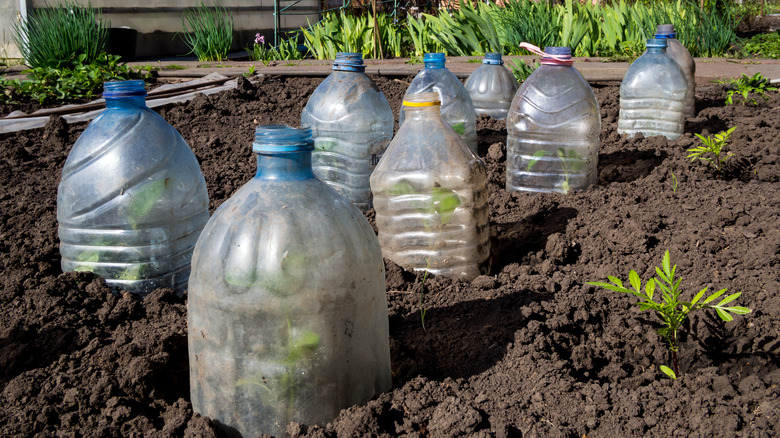 plastic bottles protecting young plants