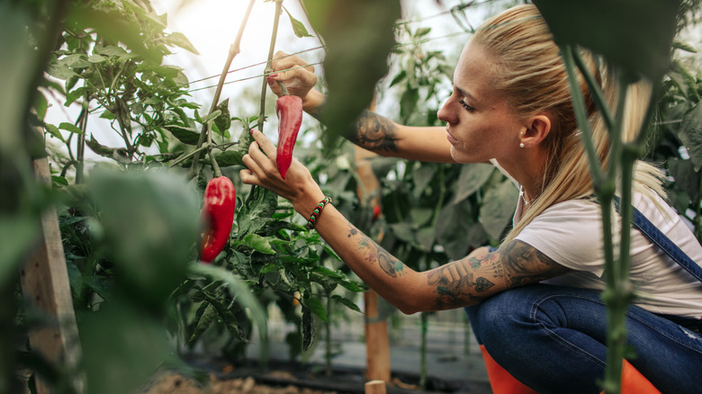 Harvesting pepper plants