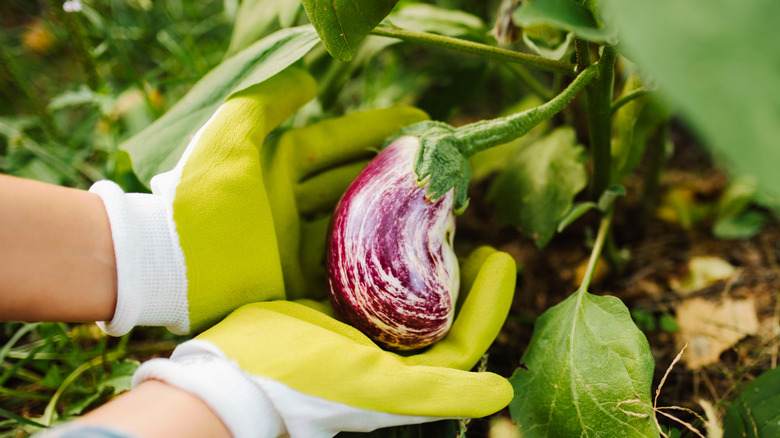 New growth of eggplant