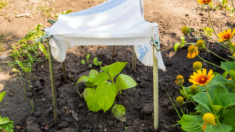 shade cloth protecting a plant