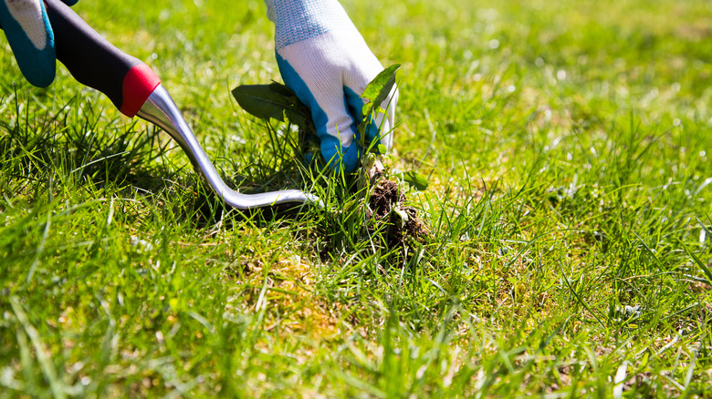 person pulling weed with a garden tool