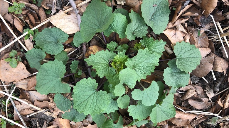 garlic mustard leaves