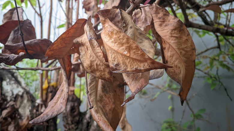 dry tree leaves