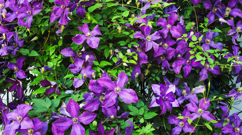 Vibrant purple flower blossoms of a clematis vine growing on a lush garden trellis