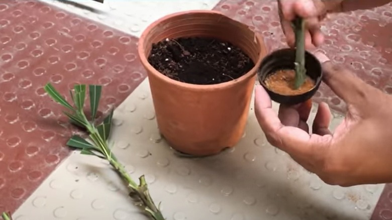 Using cinnamon on plant cutting