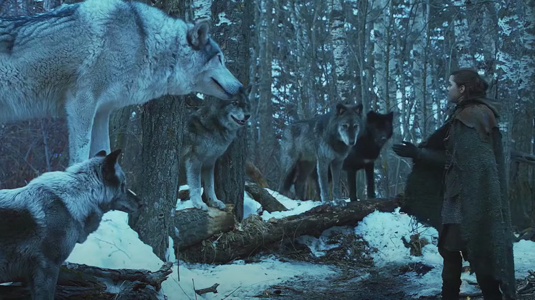 Arya Stark speaks to the wolves 