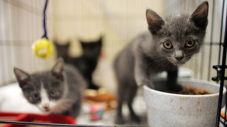 Kittens in a crate