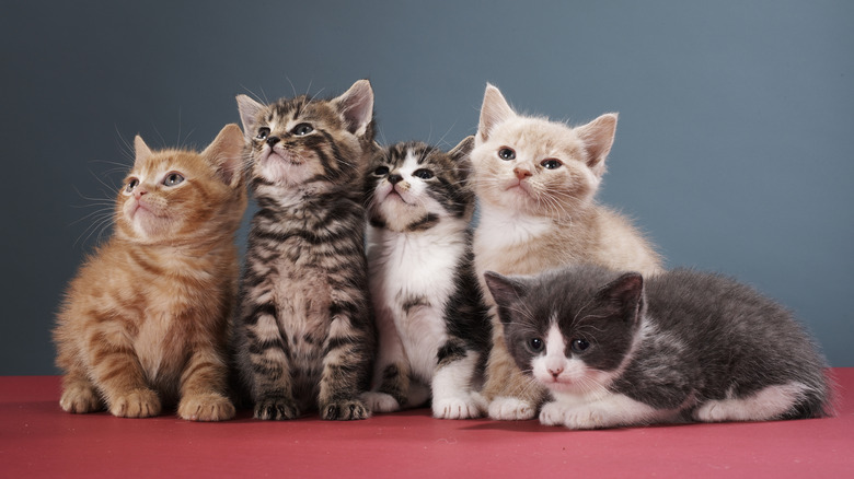 Group of kittens 