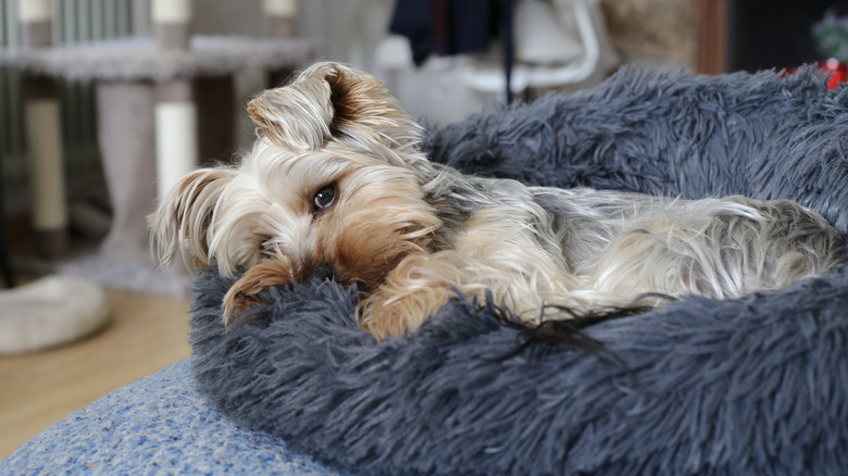 Small dog in dog bed