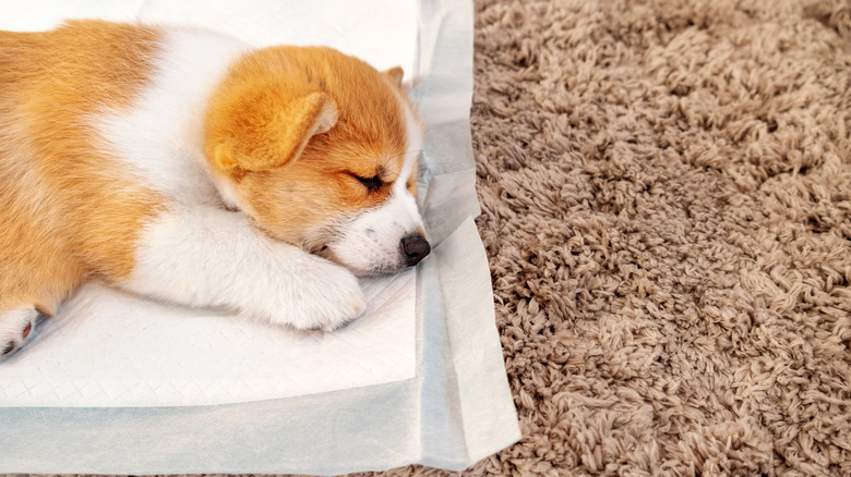 Puppy lying on training pad