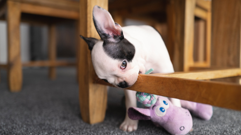 Puppy chewing on furniture