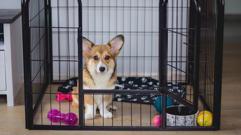 Corgi in pen with toys