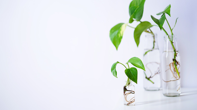 pothos plants in glass jars 