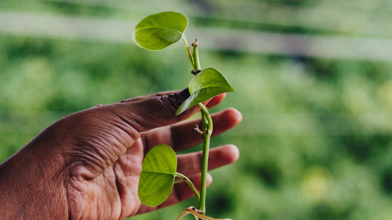 person with pothos clipping