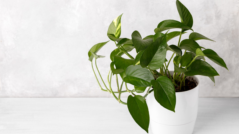 pothos plant in white pot