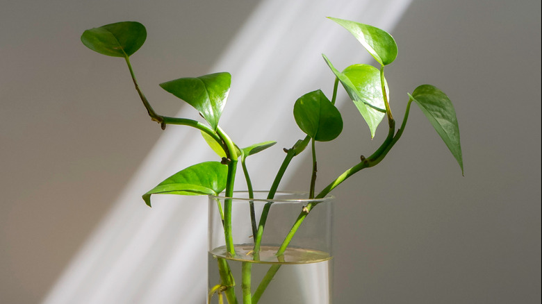 Pothos in glass jar