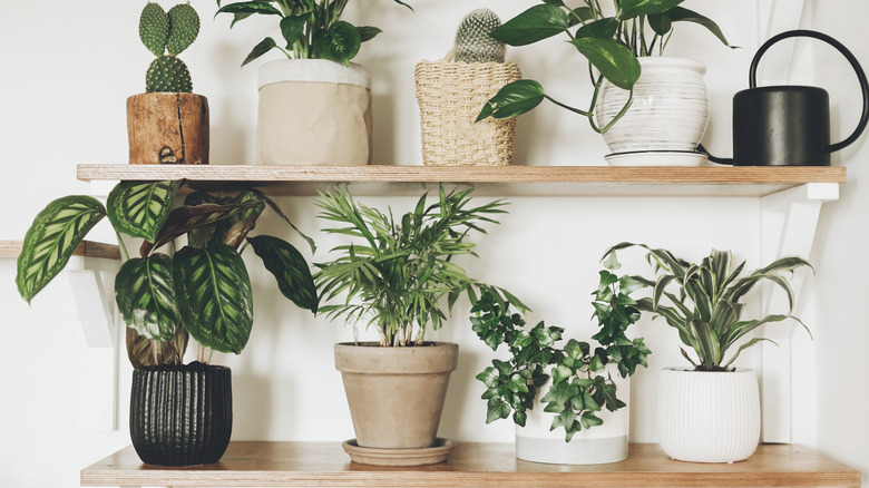 Different potted plants on shelves 