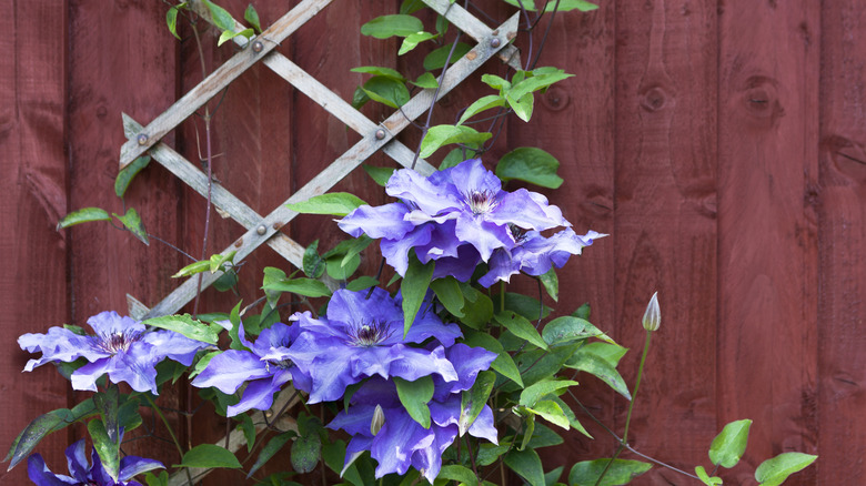 Flowers climbing trellis