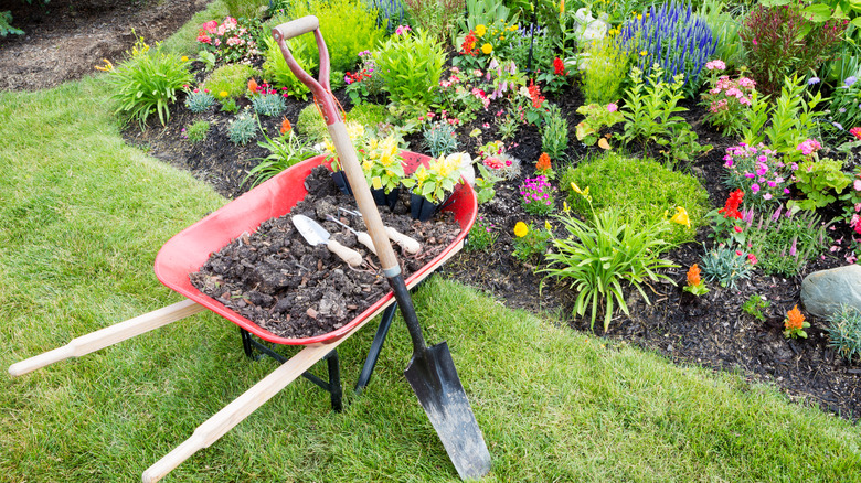 wheelbarrow of soil by flower bed