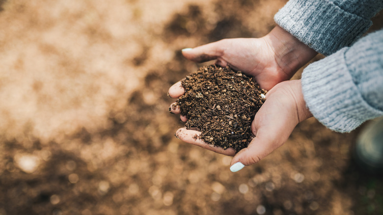 person with hands full of garden soil