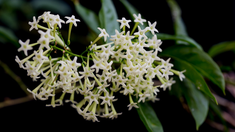 Night-blooming jessamine