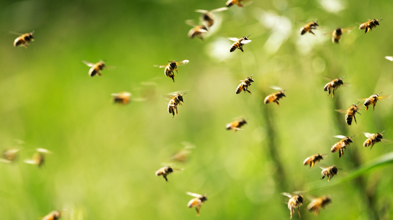 Group of bees