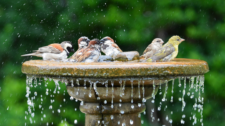 birds in bird bath