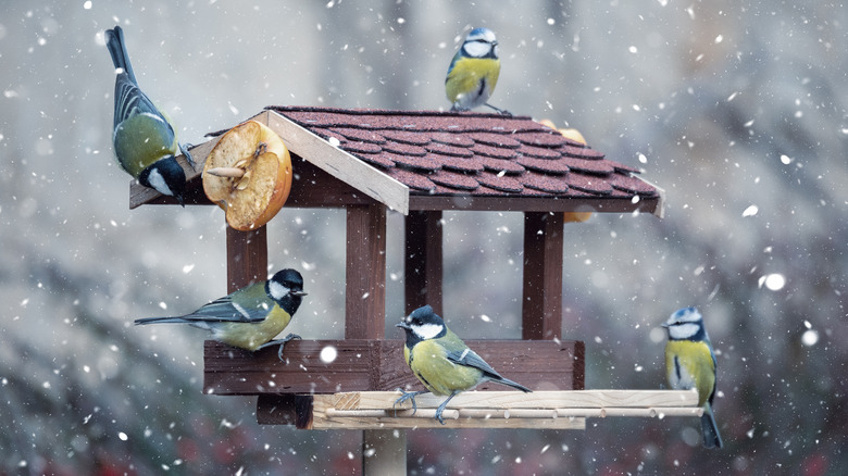 birds on bird feeder