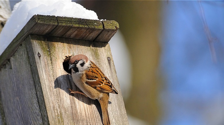 Sparrow on roosting box
