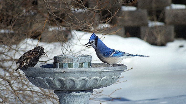 Birds on bird bath