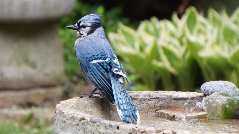 blue jay in a birdbath