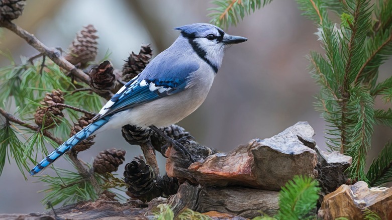 blue jay in a tree