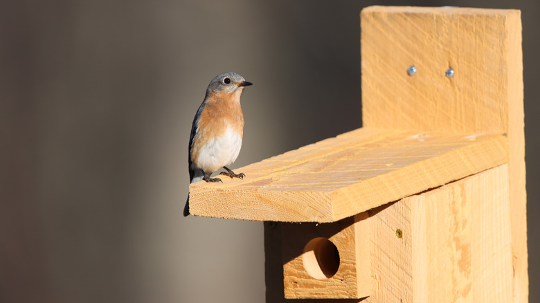 bluebird perched on birdhouse