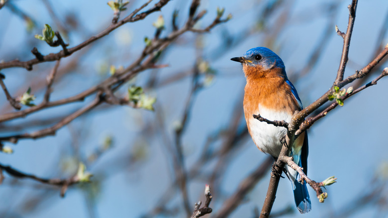 eastern bluebird in a tree