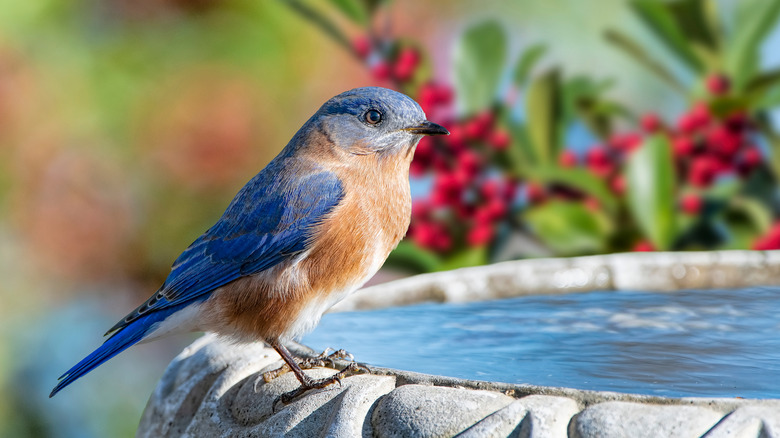 bluebird perched on a birdbath