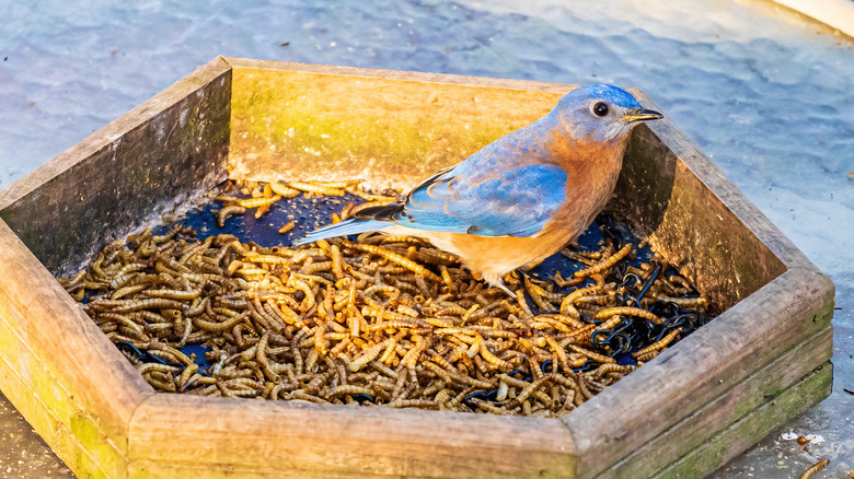 bluebird in mealworm feeder