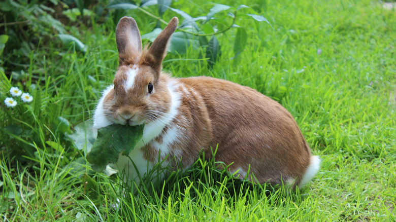 bunny eating green plant