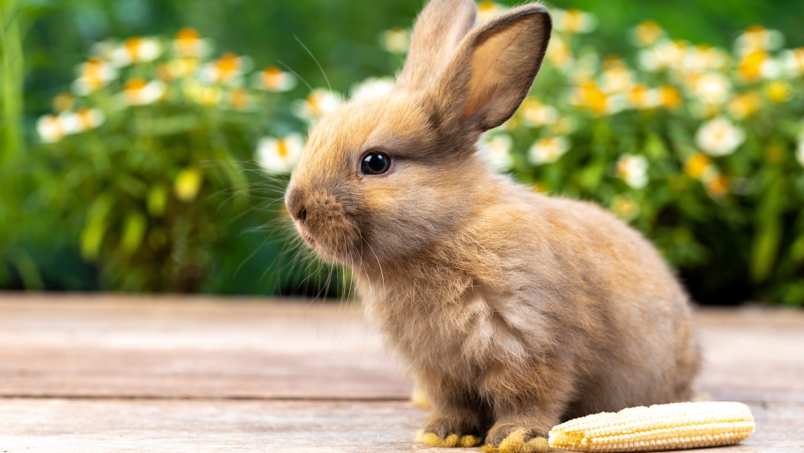 How To Attract Bunnies To Your Garden