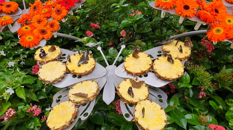 butterflies on fresh pineapple fruit