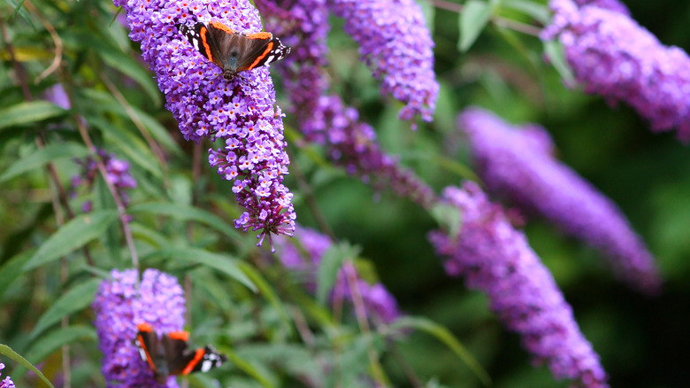 butterfly on butterfly bush