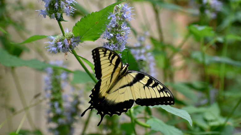 swallowtail butterfly on mint plant