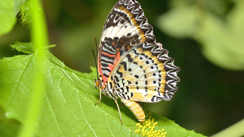 butterfly laying eggs on leaf