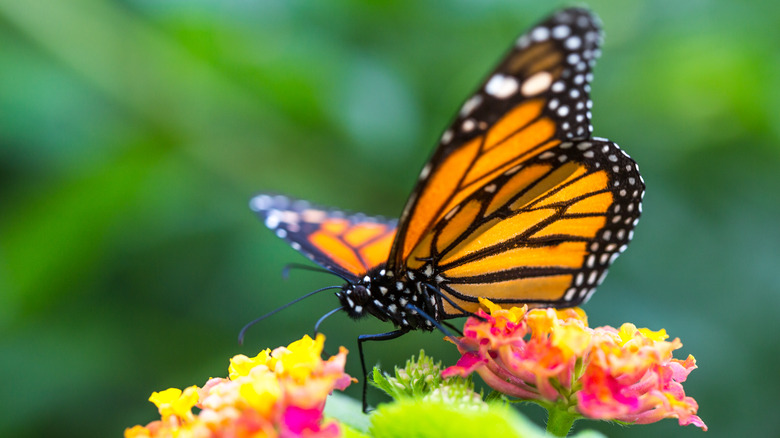 monarch butterfly on lantana