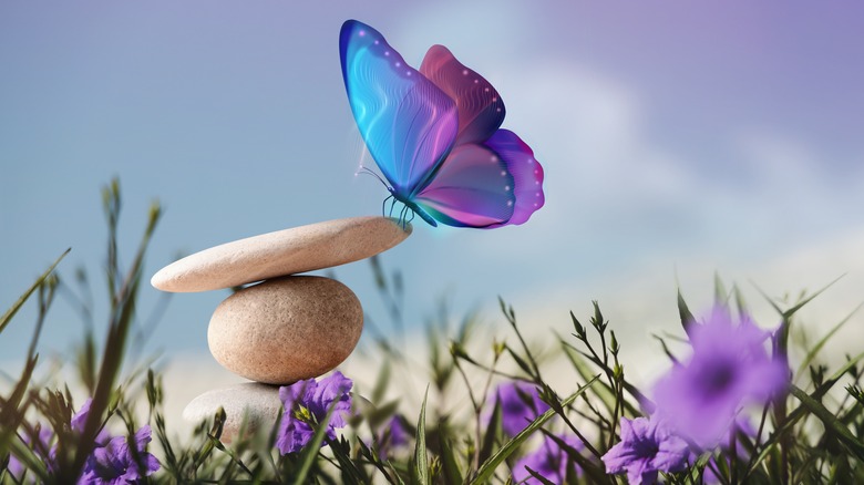 butterfly resting on rocks