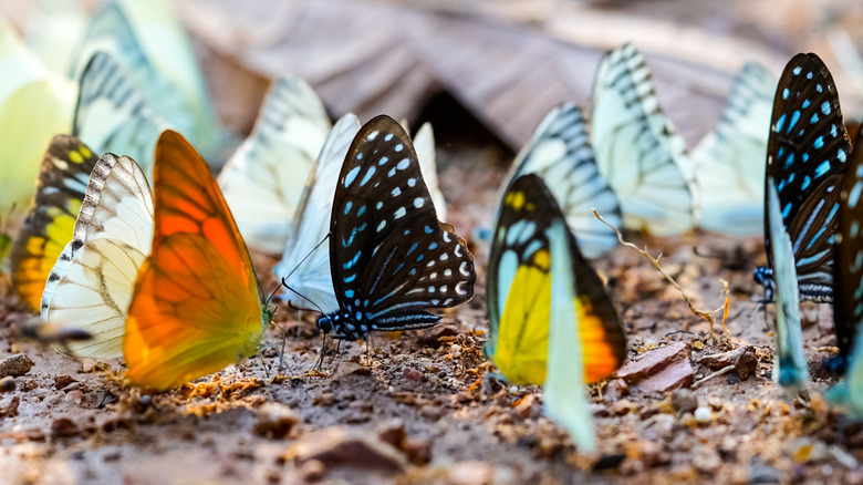 butterflies puddling in mud