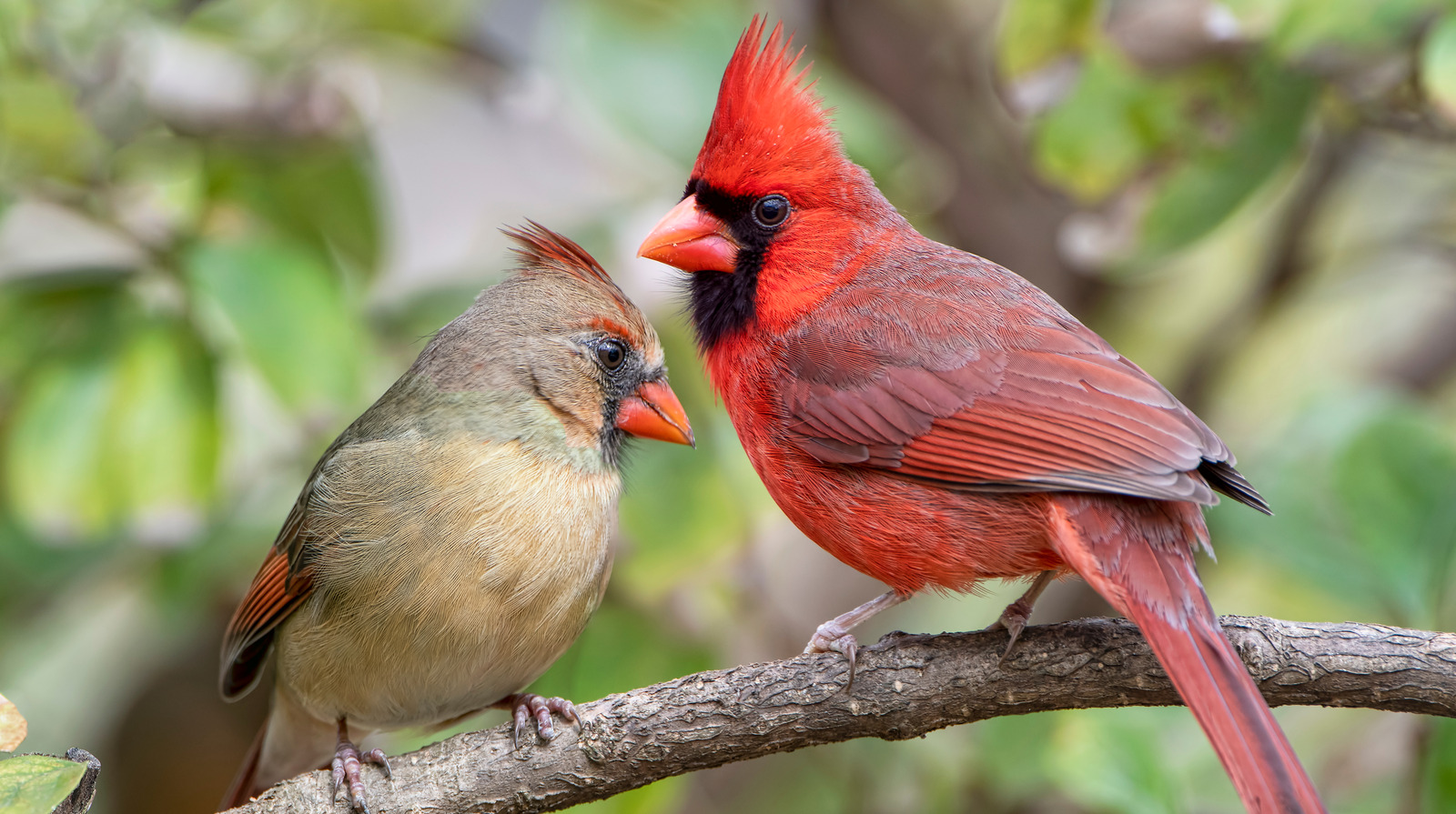 How to Attract Cardinals So You Can Enjoy Their Beauty in Your Yard
