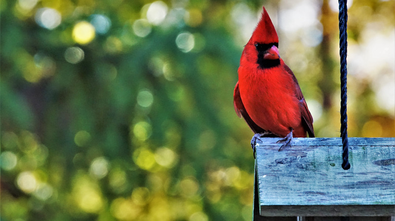 Red cardinal at a bird feeder. 