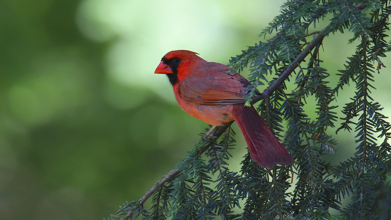 Cardinal resting in an evergreen.