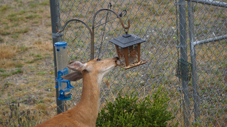 Deer eating from bird feeder