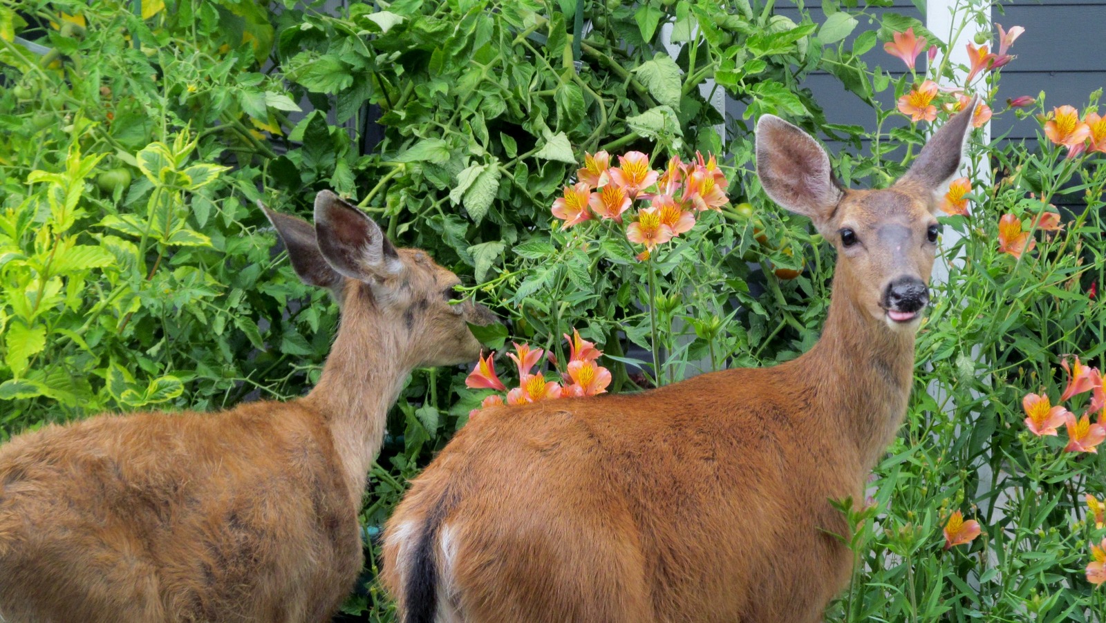 How To Attract Deer To Your Garden